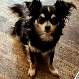 Storm - Chihuahua