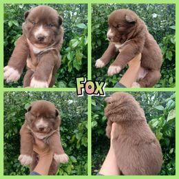 Fox - Brown and white female Siberian Husky puppy in West Liberty, Ohio from Skyfallsiberians