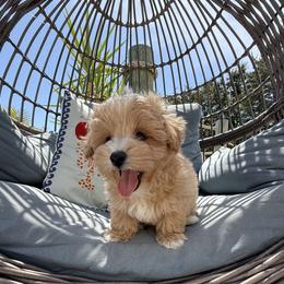 Miles - Red male Maltipoo puppy in Fredericktown, Missouri from Doodle Pups Fur-Ever