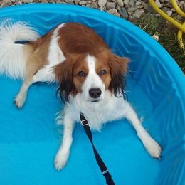 Nederlandse Kooikerhondje All Grown Up from Noble Pines Kooikerhondjes