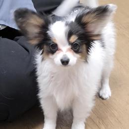 Boy 2 - White black and tan male Papillon puppy in Billings, Montana from ET's Papillons