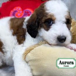 Aurora - Sable female Bernedoodle puppy in Milan, Indiana from Doodles & Spice