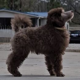 Poodle and Scottish Terrier Puppies from Conundrums Kennels