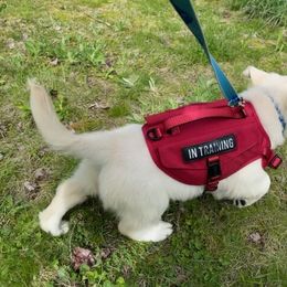 Golden Retriever Puppies from Fiddle In Gold Retrievers