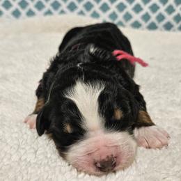 Lava - Tri-color female Bernedoodle puppy in Flat Rock, North Carolina from Sukisdoodles