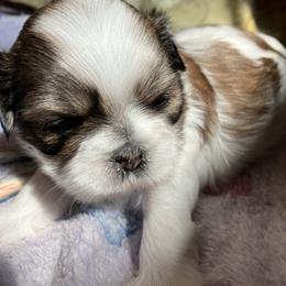 Shih Tzu Puppies from Simply Shih Tzu