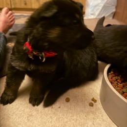 A--Red bone collar girl - Bi-color female German Shepherd puppy in Centralia, Illinois from Janices AKC German Sheperds LLC