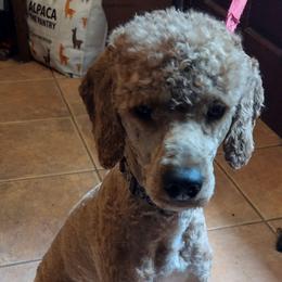 Max - Poodle puppy from Marta's Cavaliers