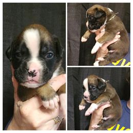Gideon - Fawn male Boxer puppy in Piedmont, South Carolina from SmashBox Kennel