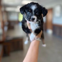 Roo - Black tri female Toy Australian Shepherd puppy in Clarkesville, Georgia from North Georgia Gems