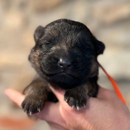 Orange collar - Black and red male German Shepherd puppy in Paoli, Pennsylvania from Vom Hillhaus