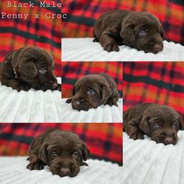 Black Collar - Chocolate male Labrador Retriever puppy in Boyd, Minnesota from Lindley Labradors