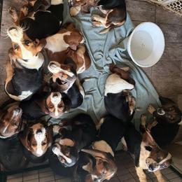 Basset Hound Puppies from Donald Swafford