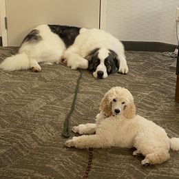 Pyrenean Mastiff All Grown Up from Bella Dulce