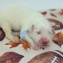 Varsity - White male Great Pyrenees puppy in San Marcos, California from Faith Family Freedom Farm