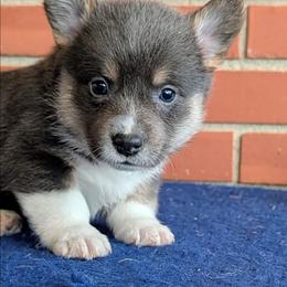 Jamie - Gray and white female American Corgi puppy in Shawnee, Oklahoma from Sunray Ranch