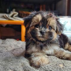 Companion Cross, Havanese, Mal-Shi, Maltese, Maltipoo, Morkie, and Shih Tzu Puppies from Seeking Shalom Acres Maltese, Maltipoos & Havamalts