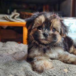 Companion Cross, Havanese, Mal-Shi, Maltese, Maltipoo, Morkie, and Shih Tzu Puppies from Seeking Shalom Acres Maltese, Maltipoos & Havamalts