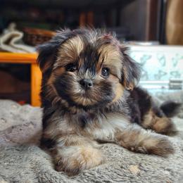Companion Cross, Havanese, Mal-Shi, Maltese, Maltipoo, Morkie, and Shih Tzu Puppies from Seeking Shalom Acres Maltese, Maltipoos & Havamalts