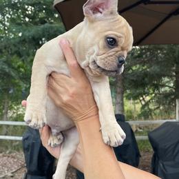 French Bulldogs from Fathom Frenchies