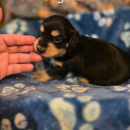 Virginia - Black and cream female Dachshund puppy in Bedias, Texas from Faith & Grace Doxies
