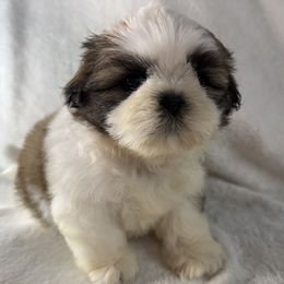 Margarita - Gold and white female Shih Tzu puppy in Winston Salem, North Carolina from Little Miracles Shih Tzu