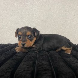 Bella - Black and tan female Yorkshire Terrier puppy in Carencro, Louisiana from Ledet’s Yorkies