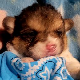 Blue bandana boy - White and black male Pembroke Welsh Corgi puppy in Cherokee, Oklahoma from MCS Farms-OK