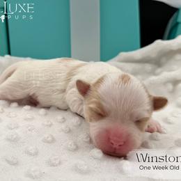 Winston - white and lemon male Companion Cross puppy in Scottsdale, Arizona from Lil Luxe Pups