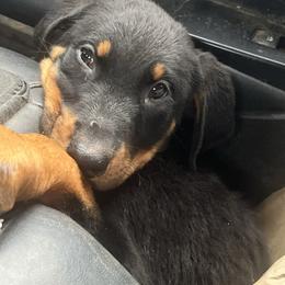 Boy 1 - Black and rust male Beauceron puppy in Patten, Maine from Beaucerons De La Valle Katahdin