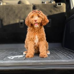 Solara - Red  female Goldendoodle puppy in Springville, Utah from Happy Doodle