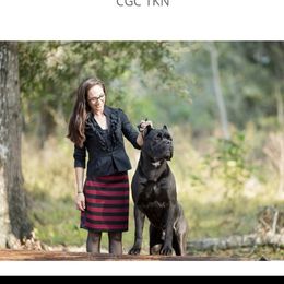 SOLO - Cane Corso