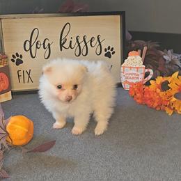 Tiny - White male Pomeranian puppy in Newport News, Virginia from Itty Bitty Poms