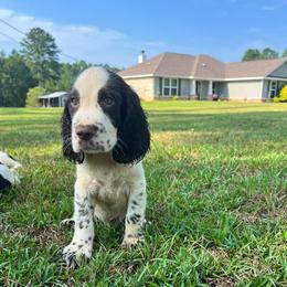 Denver - Liver and white male English Springer Spaniel puppy in Wilmer, Alabama from South Delta Springers