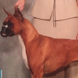 Boxers from Shanna Ward