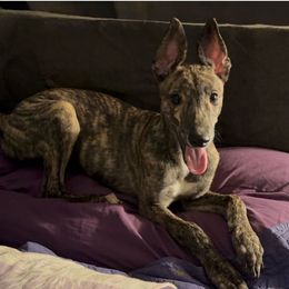 Benjamin Button - Red brindle male Greyhound puppy in Florida from Running to Stand Still (RTSS)