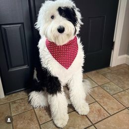 Bernedoodle, Bernese Mountain Dog, and Sheepadoodle All Grown Up from VonDoodles Bernedoodles & Sheepadoodles