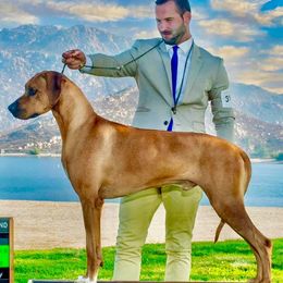 Thatcher - Rhodesian Ridgeback