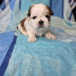Ginger - Brown and white female Shichon puppy in Ronda, North Carolina from Willow River
