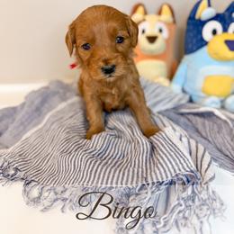 Bingo - Red  female Goldendoodle puppy in Melba, Idaho from KZ Doodles