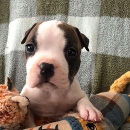 Steven - Brown brindle male American Staffordshire Terrier puppy in Byron, Georgia from Lelani