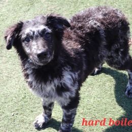 Hard Boiled - Blue merle Miniature American Shepherd puppy in Maryland from Atomic Minis