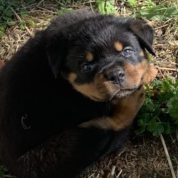 Rottweiler Puppies from Lori's Rottweilers