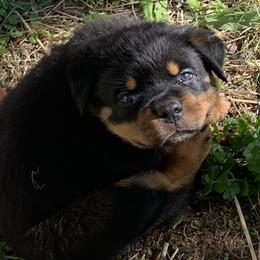 Rottweiler Puppies from Lori's Rottweilers