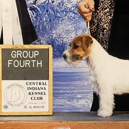 Airedale Terriers and Russell Terriers from Meadowaire Terriers