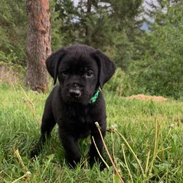 Elvis - Black male Labrador Retriever puppy in Saint Maries, Idaho from Oakley's Mountain Top Kennel