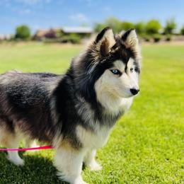 Rosay  - Pomsky