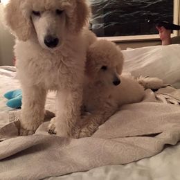 Poodle Puppies from Cadeau Standard Poodles