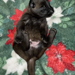 Brown Collar - Mahogany male Belgian Malinois puppy in Trenton, Georgia from Laeknir K9