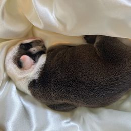 Bulldog Puppies from Alicia Miller